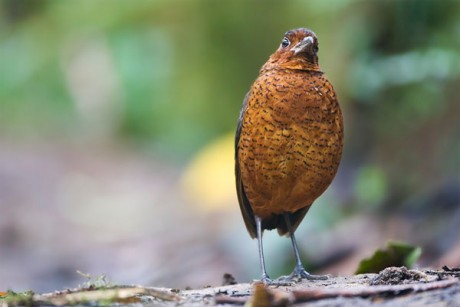 Giant Antpitta_BB14